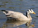 Bar-Headed Goose (WWT Slimbridge September 2013) - pic by Nigel Key